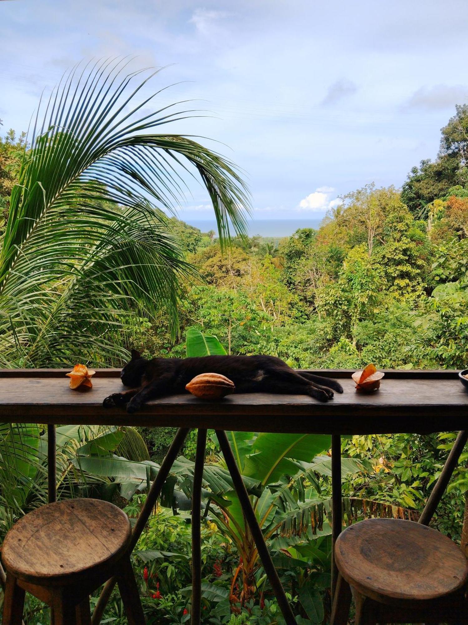 Finca La Selvita Chocolate Experience بوريتاكا المظهر الخارجي الصورة